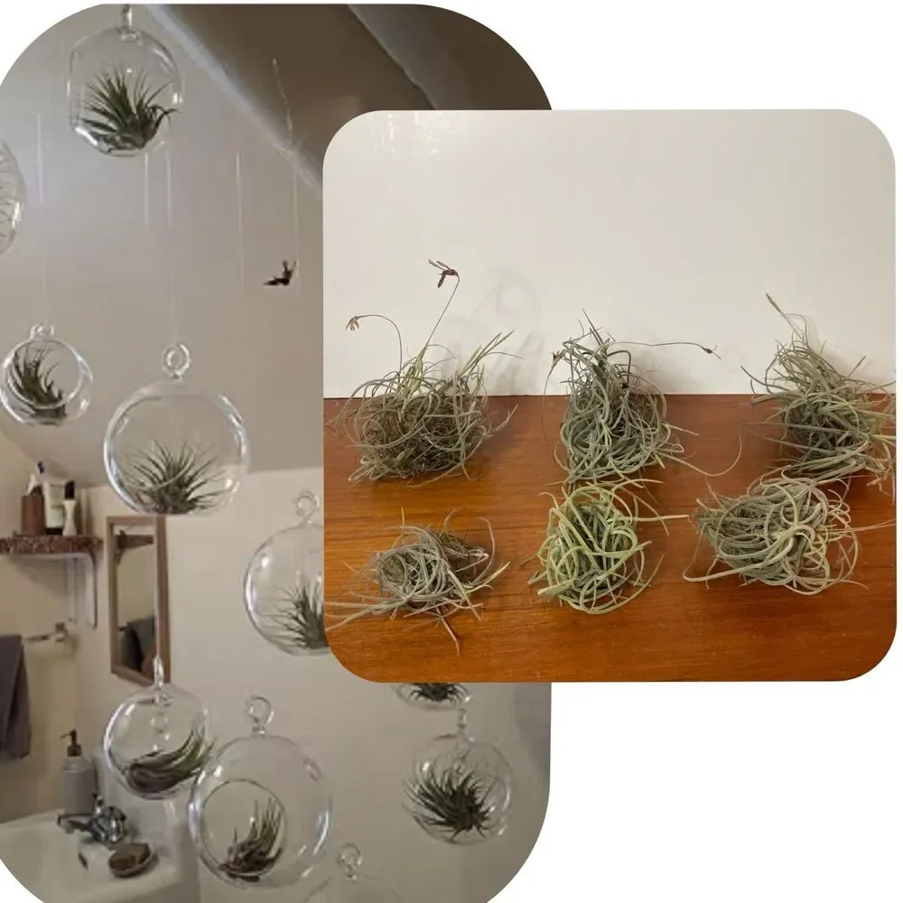 Air Plant Live Lot Tillandsia Recurvata 6 Clusters Ball Moss Wild Decor